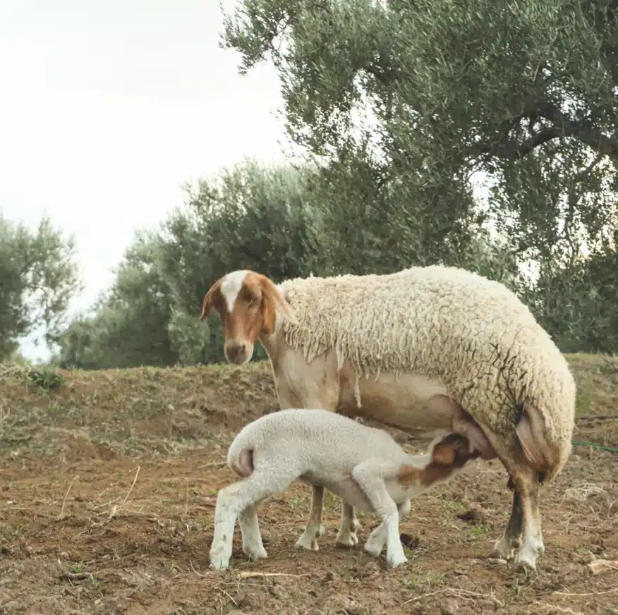Animals as the main fertilizer producers for our olive trees